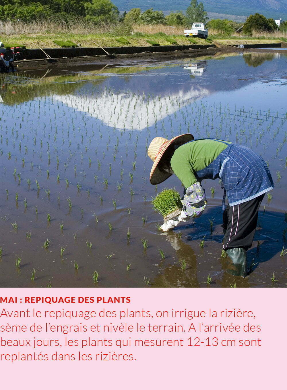 cycle annuel du riz : repiquage des plants