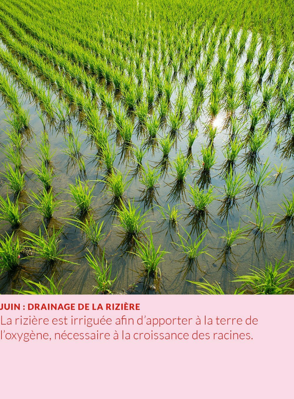 cycle annuel du riz : drainage de la rizière