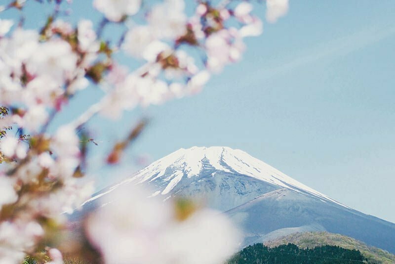 mont fuji enneigé et fleurs de cerisier japonais sakura