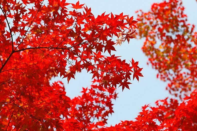 feuilles rouges d'automne au Japon