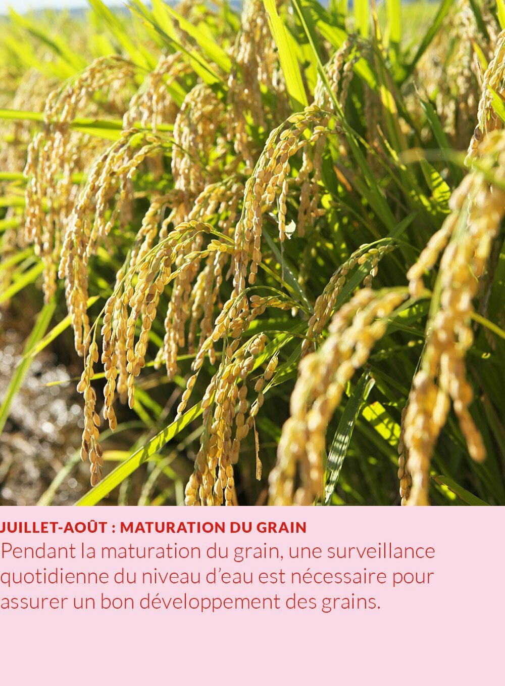 cycle annuel du riz : maturation du grain